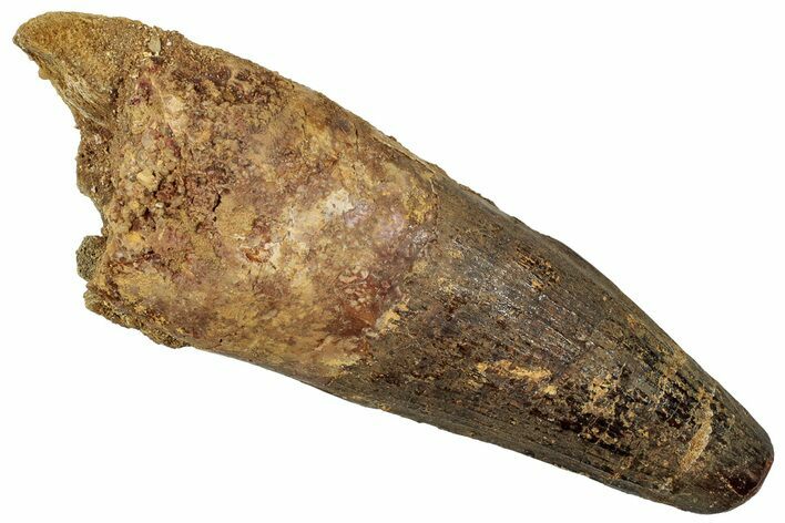 Robust Real Spinosaurus Tooth - Feeding Worn Tip #314731